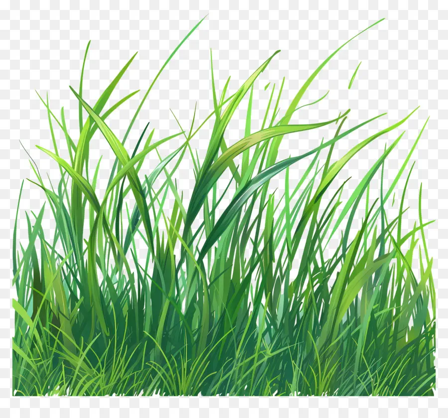 حقل العشب，العشب الأخضر PNG