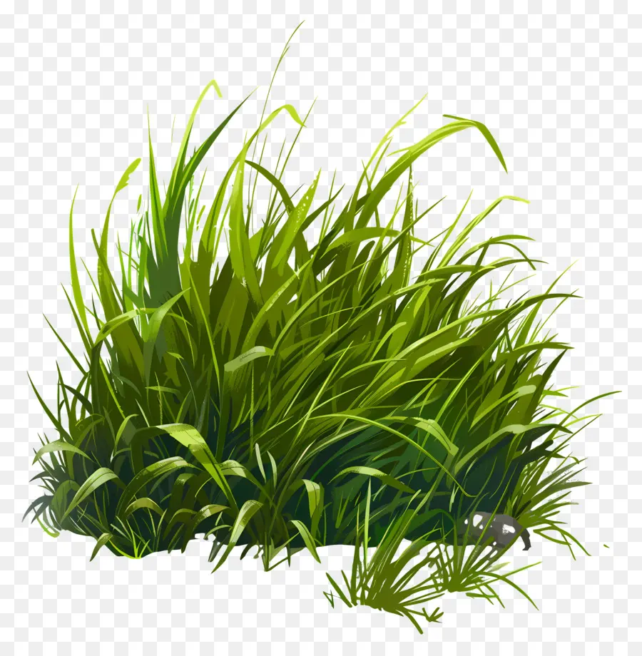 العشب الأرض，العشب الأخضر PNG
