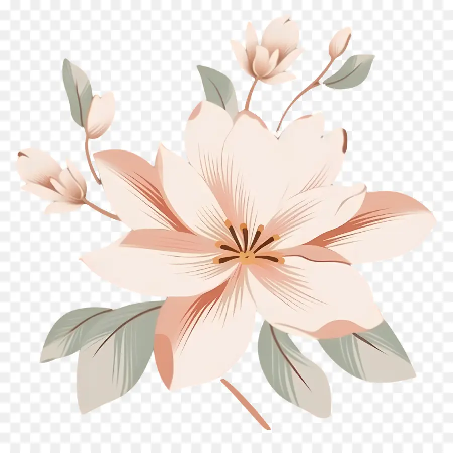 زهرة الرومانسية，ماغنوليا الوردية PNG