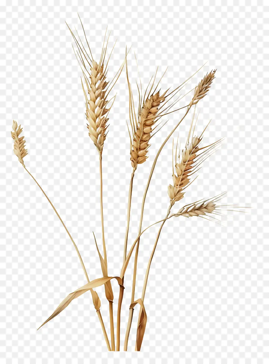 القمح，الحصاد PNG