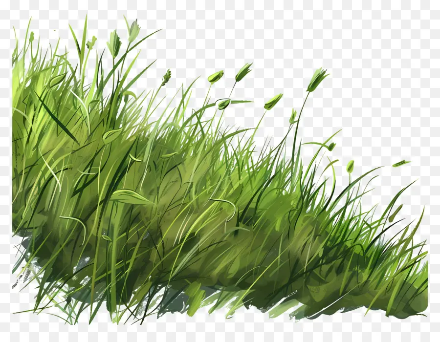 العشب الأرض，العشب الأخضر PNG