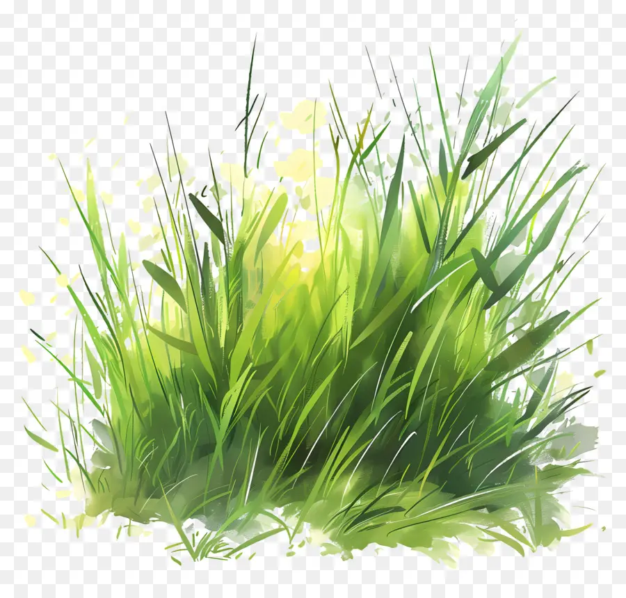 العشب الأخضر，العشب PNG