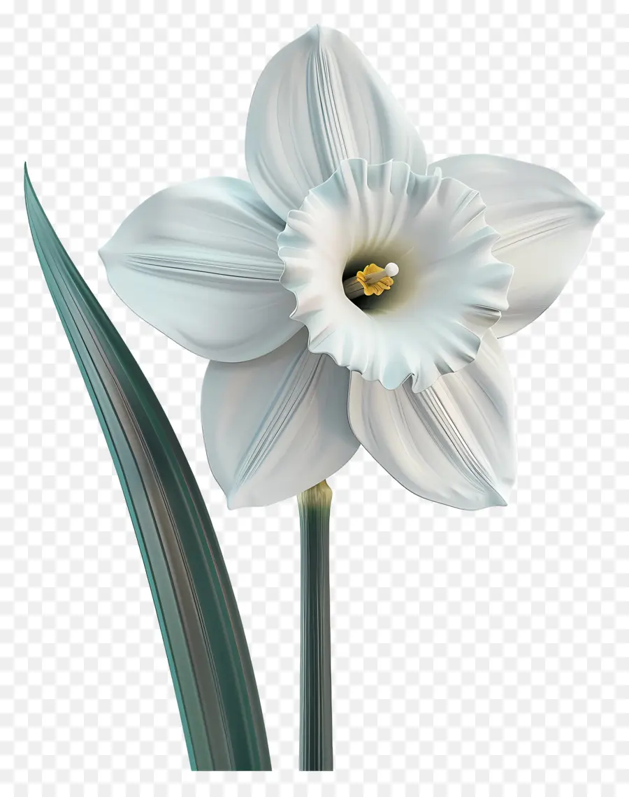 زهرة النرجس，زهرة بيضاء PNG