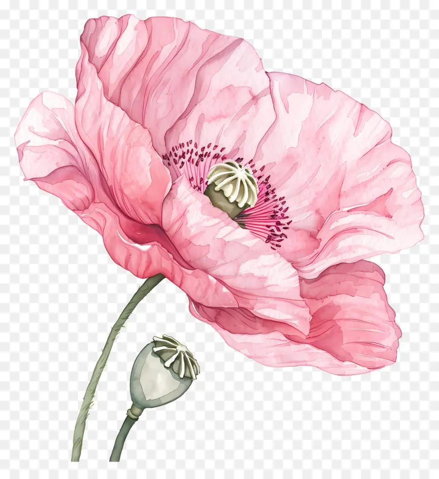 زهور الخشخاش الوردي，الوردي الخشخاش PNG