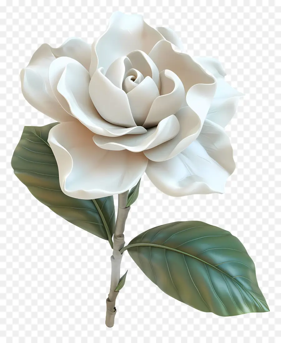 زهرة الغردينيا，زهرة بيضاء PNG