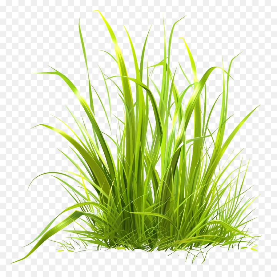 العشب الأخضر，النباتات الخضراء PNG