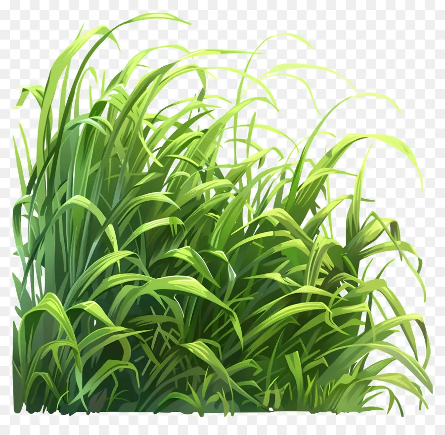 العشب الأخضر，المجال PNG