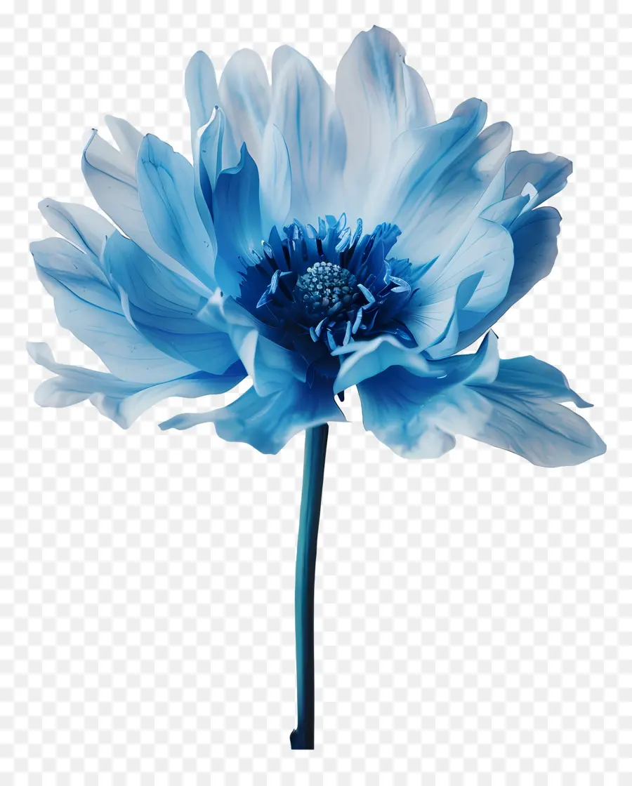 الزهرة الزرقاء，مركز البيضاء PNG