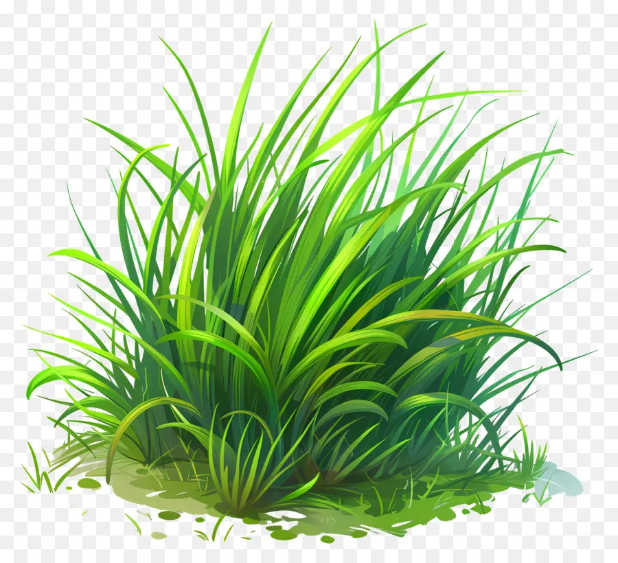 العشب الأخضر，العشب طويل القامة PNG