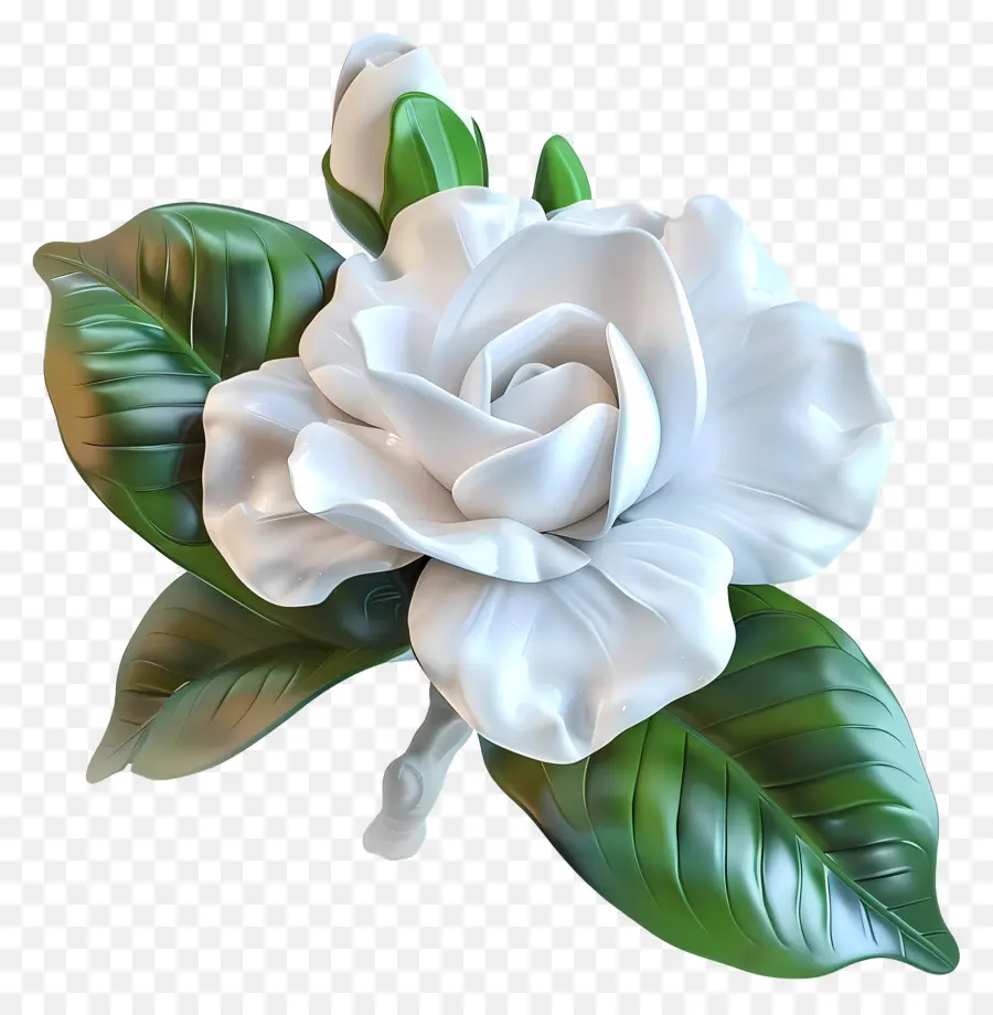 زهرة الغردينيا，زهرة بيضاء PNG
