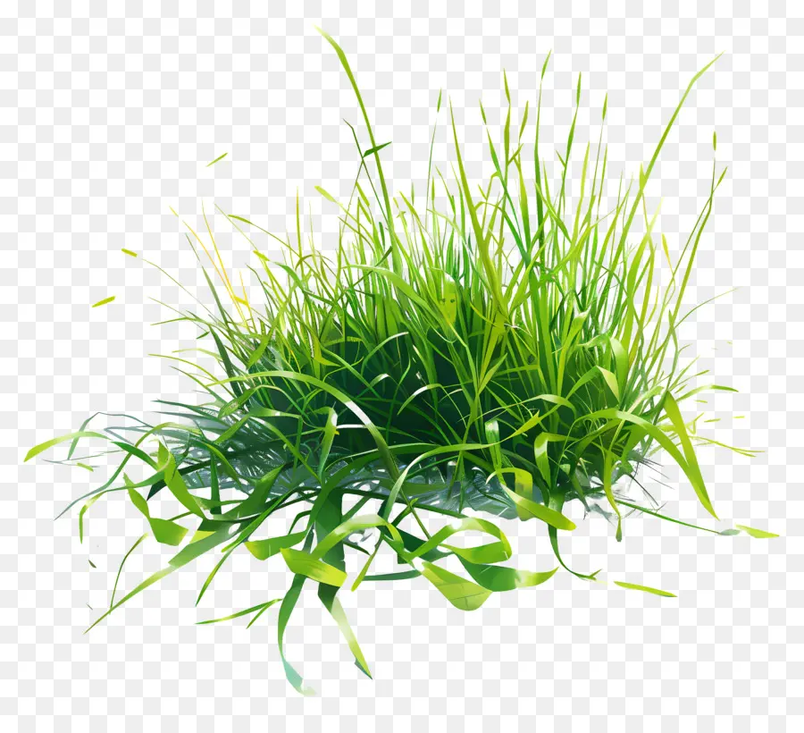 العشب الأخضر，أوراق طويلة PNG