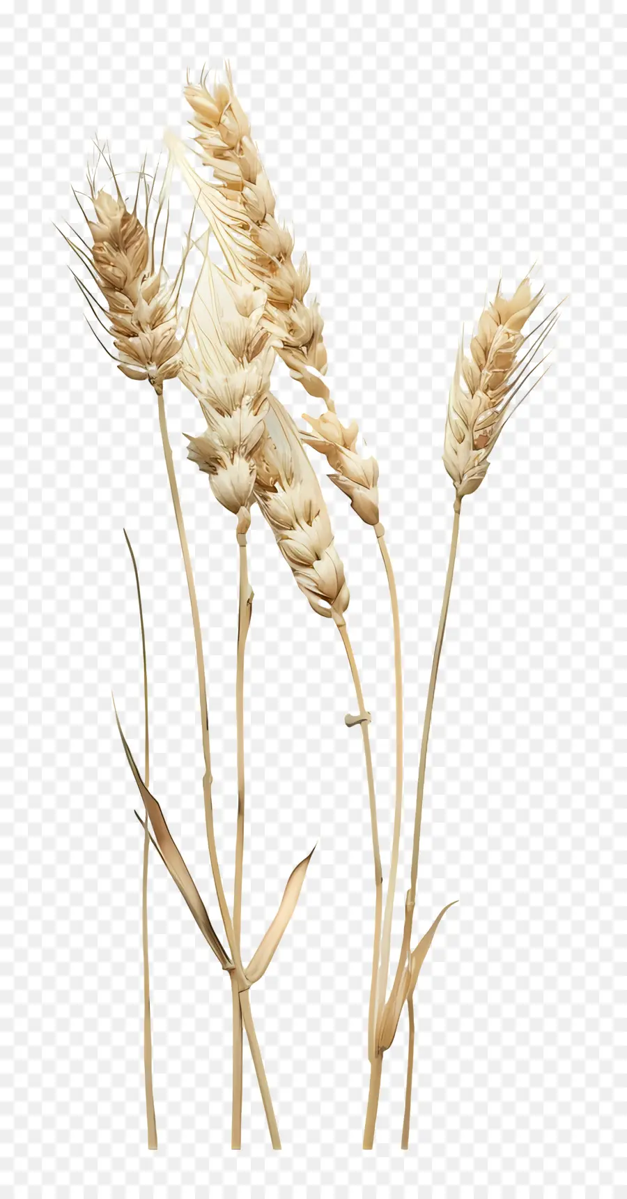 القمح，الزراعة PNG
