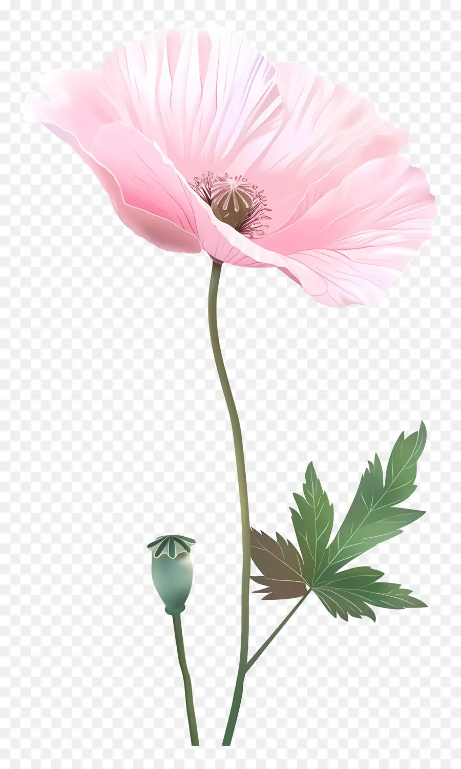زهور الخشخاش الوردي，زهرة الخشخاش الوردي PNG