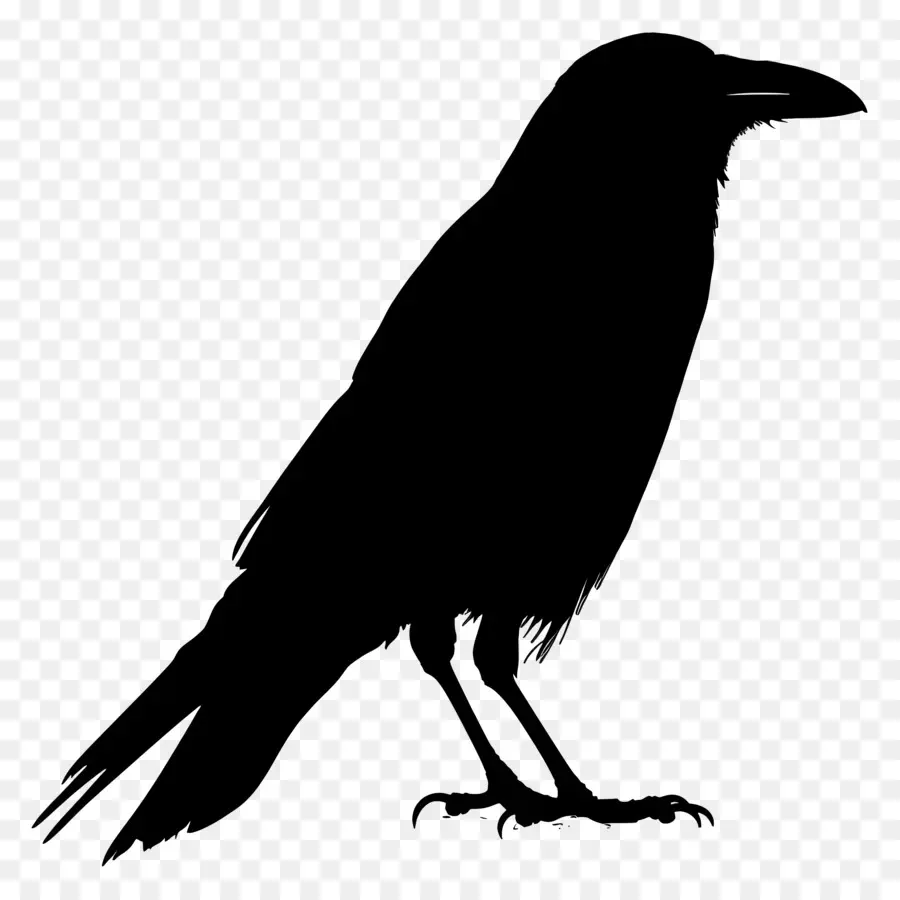 الغراب خيال，الطيور السوداء PNG