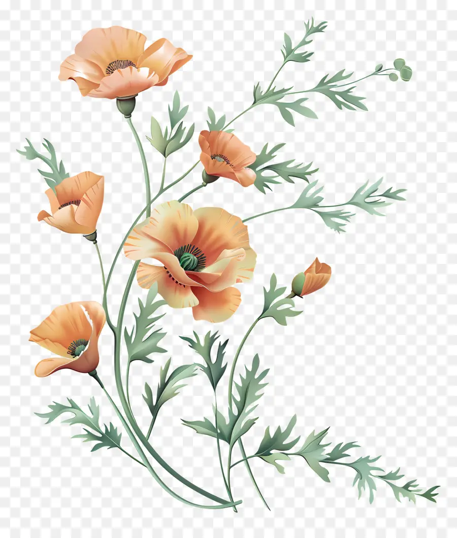 زهور الخشخاش البرتقالية，الرسم بالألوان المائية PNG