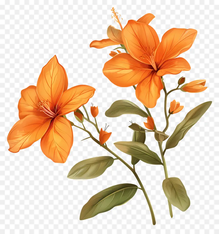 Orange Sandersonia，زهور البرتقال PNG