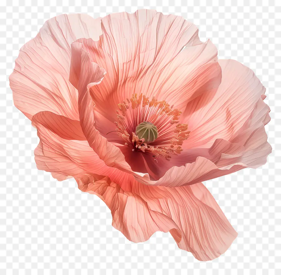 زهرة الخشخاش，زهرة الوردي PNG