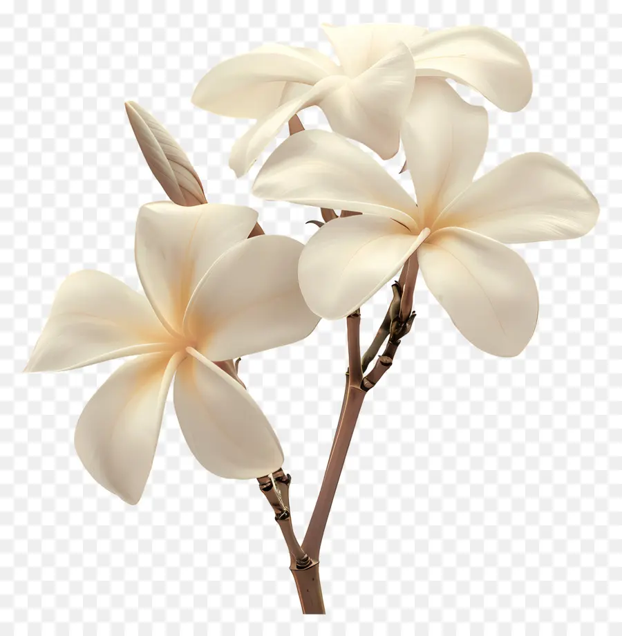 بلومريا البيضاء，زهور بلومريا PNG