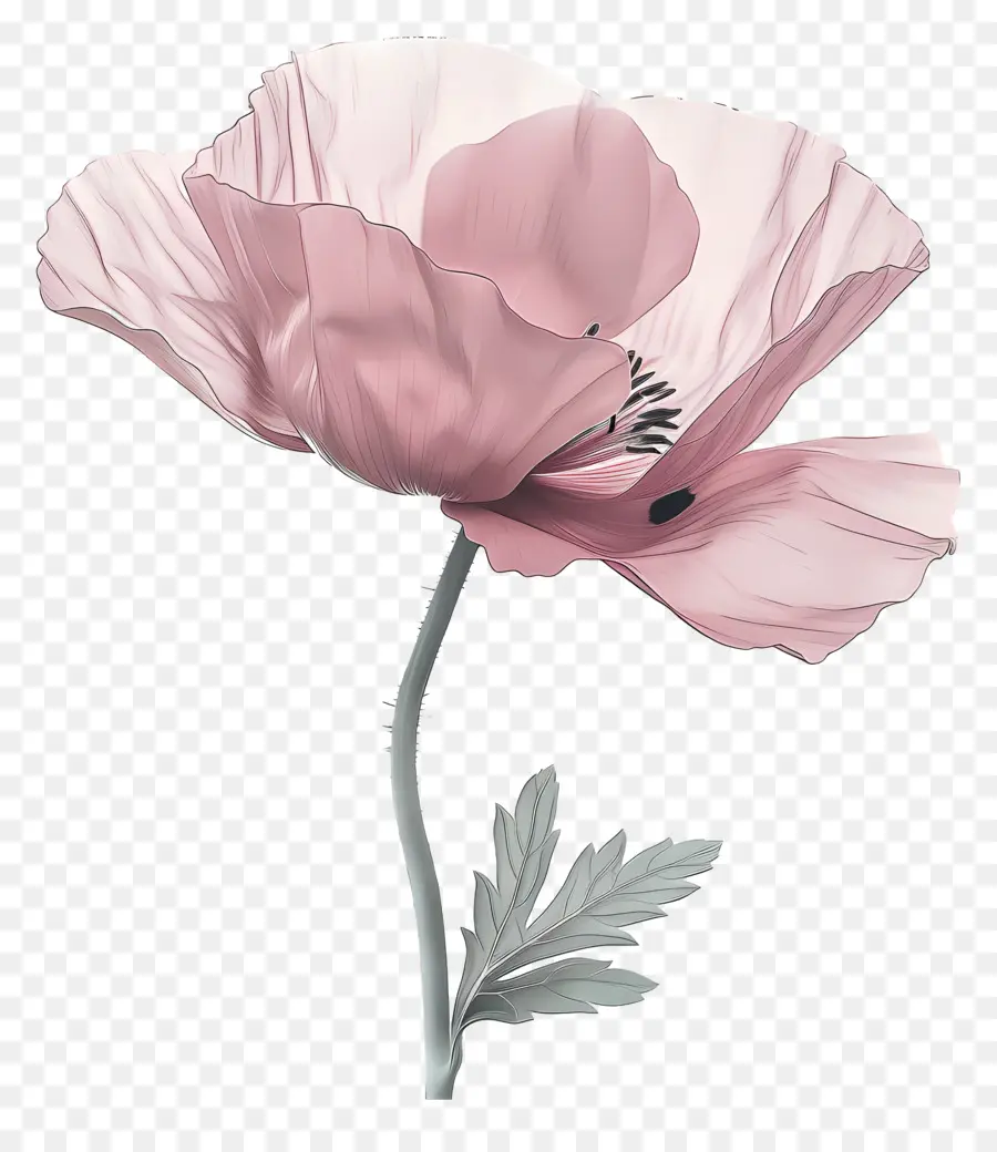 زهور الخشخاش الوردي，زهرة الخشخاش الوردي PNG
