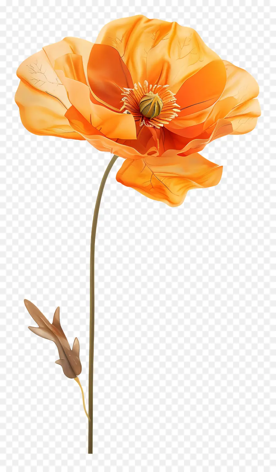 زهور الخشخاش البرتقالية，زهرة الخشخاش PNG
