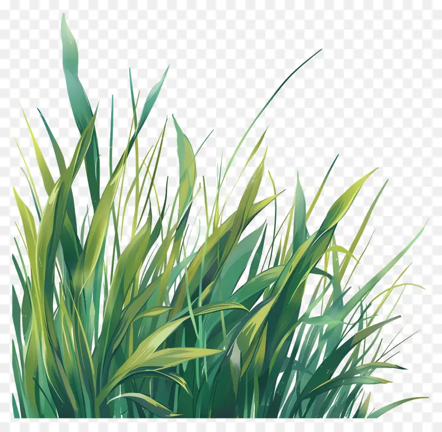 العشب الأخضر，يوم مشمس PNG