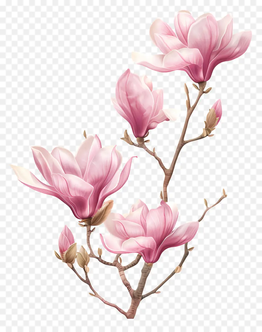 ماغنوليا الوردية，زهور ماغنوليا PNG