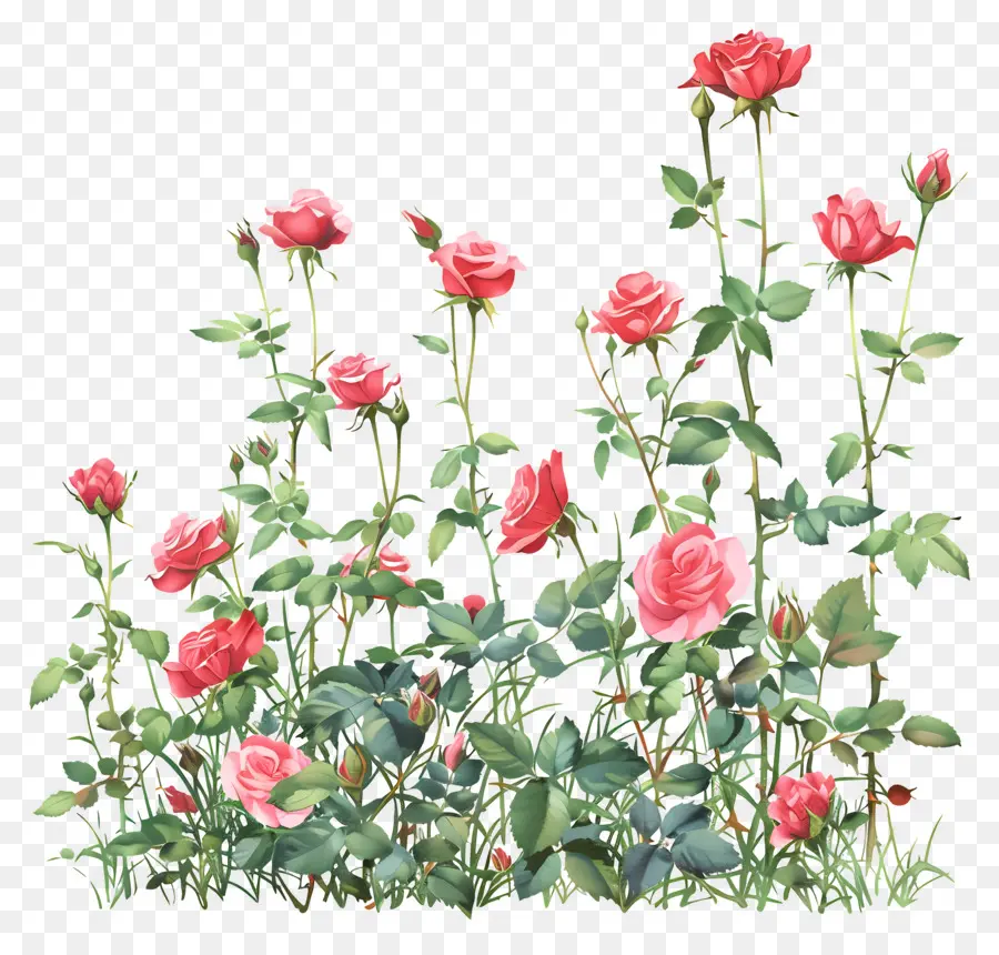 حديقة الورود，الوردي الورود PNG