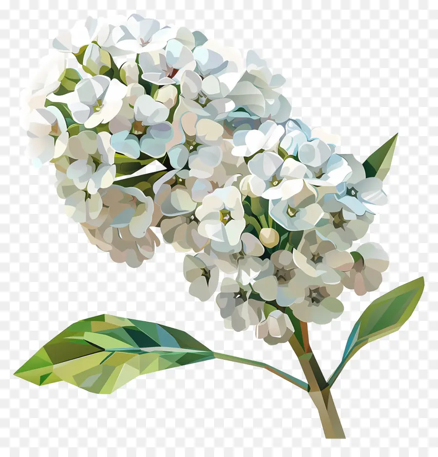 فن الزهور الرقمية，الزنبق الأبيض PNG