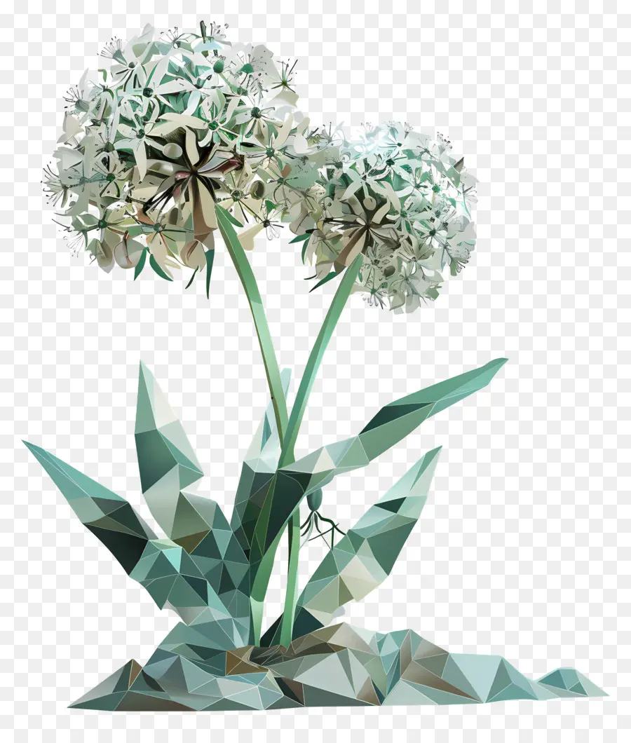زهرة رقمية，الثوم PNG