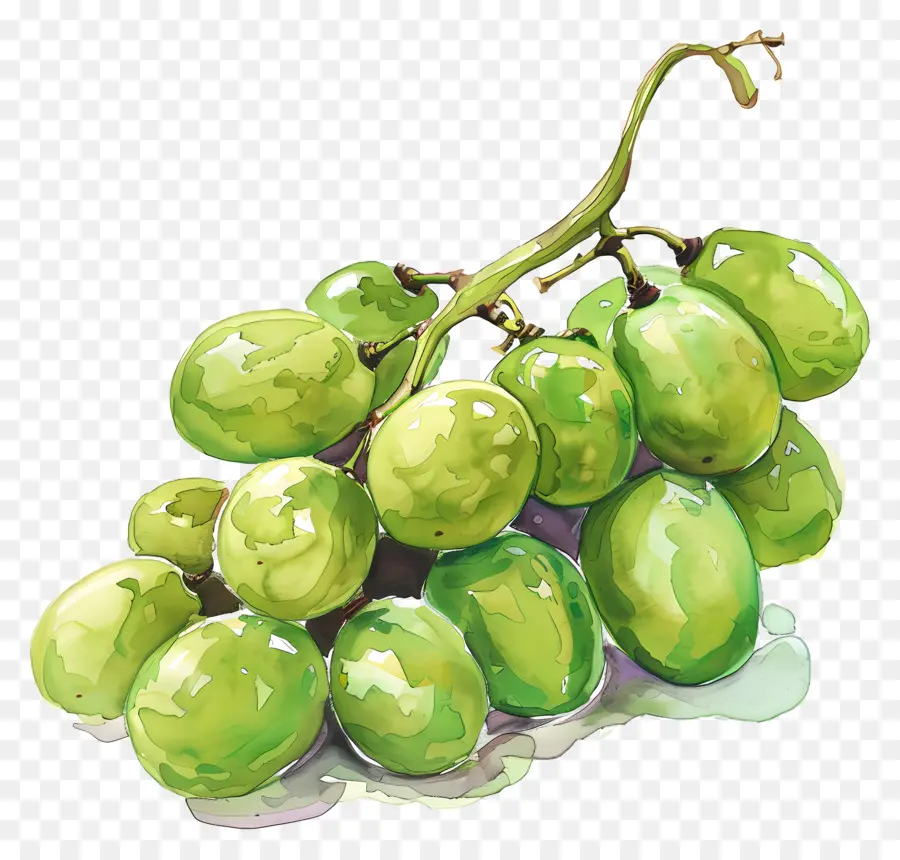 العنب الأخضر，الرسم بالألوان المائية PNG