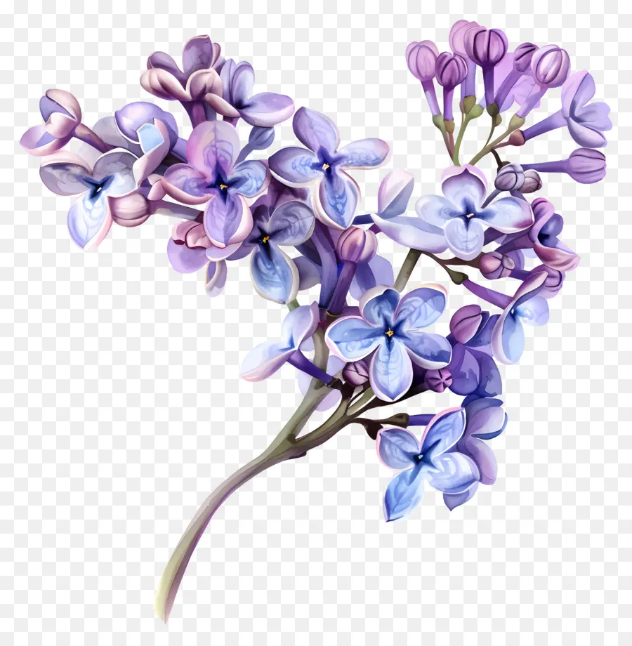الزهور أرجواني，الزنابق PNG