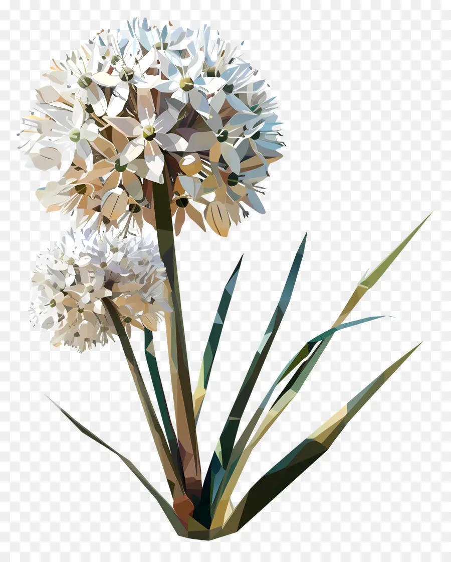 زهرة رقمية，البصل الأبيض PNG