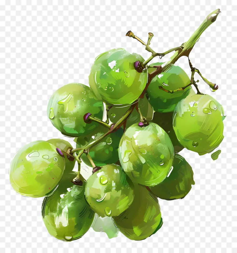 العنب الأخضر，العنب PNG
