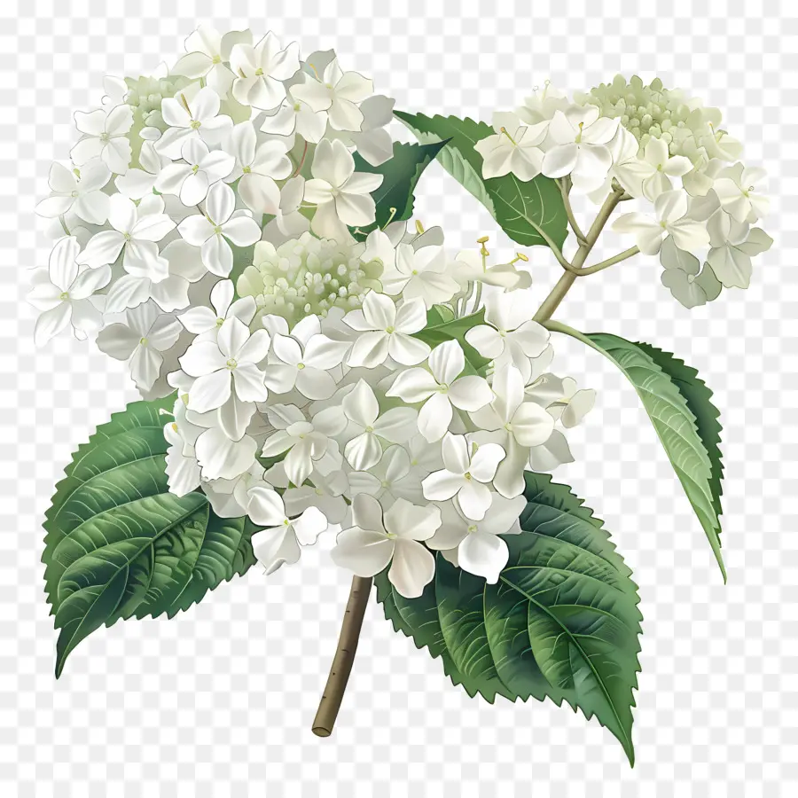 كوبية بيضاء，زهرة الكركديه PNG