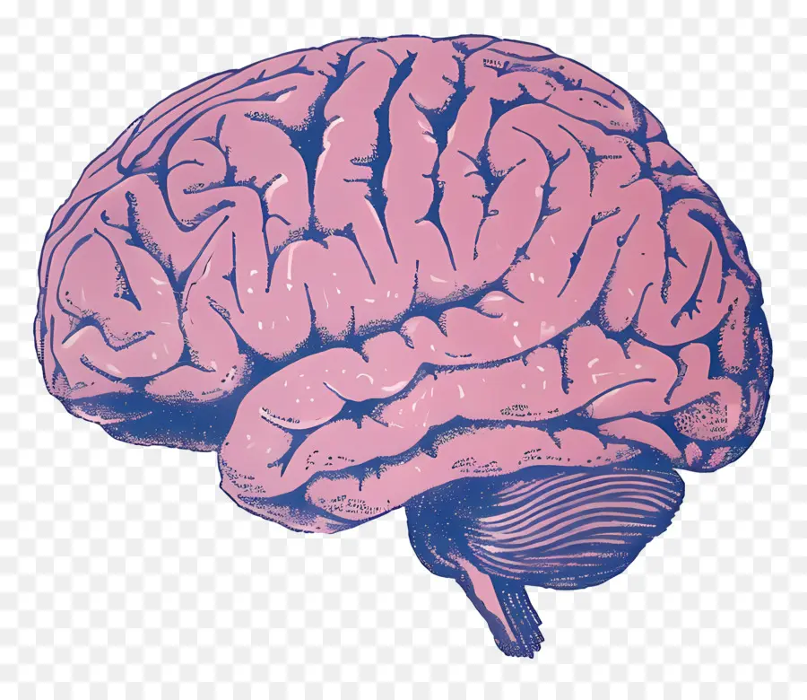 الدماغ，الدماغ البشري PNG