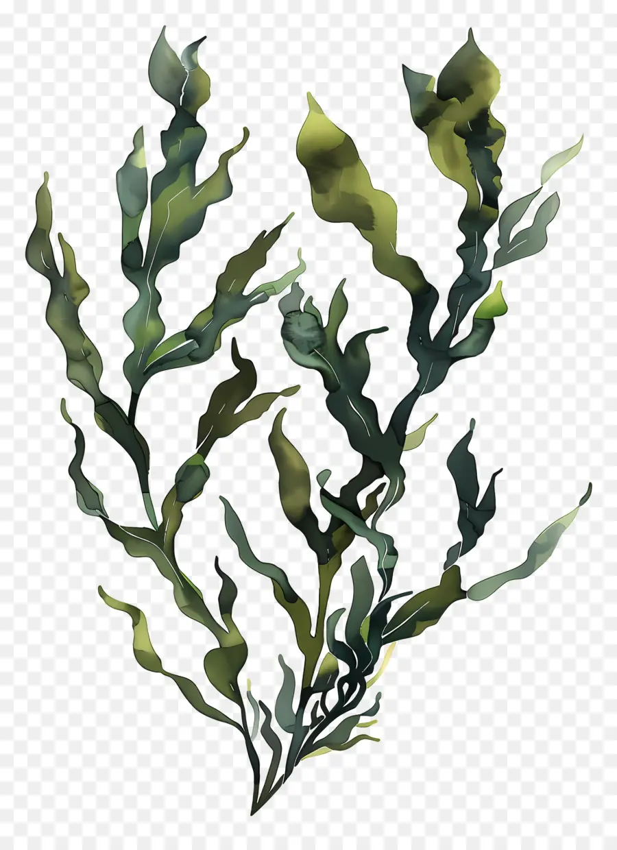 عشب البحر الأعشاب البحرية，النباتات الخضراء PNG