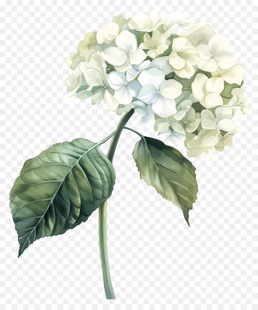 كوبية بيضاء，زهرة صنبور PNG