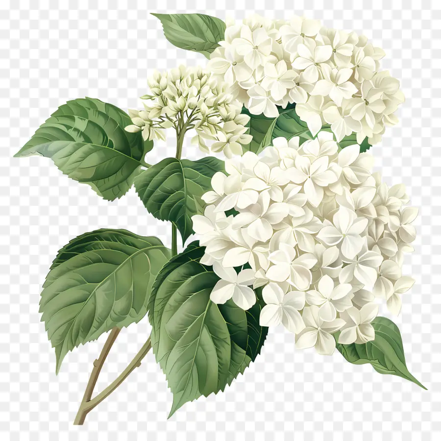 كوبية بيضاء，نبات الكركديه الأبيض PNG