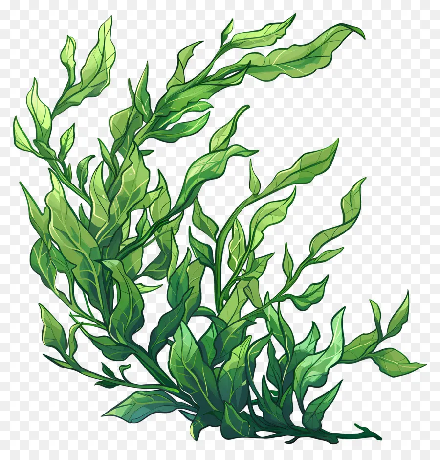 الأعشاب البحرية，النبات الأخضر الورقية PNG