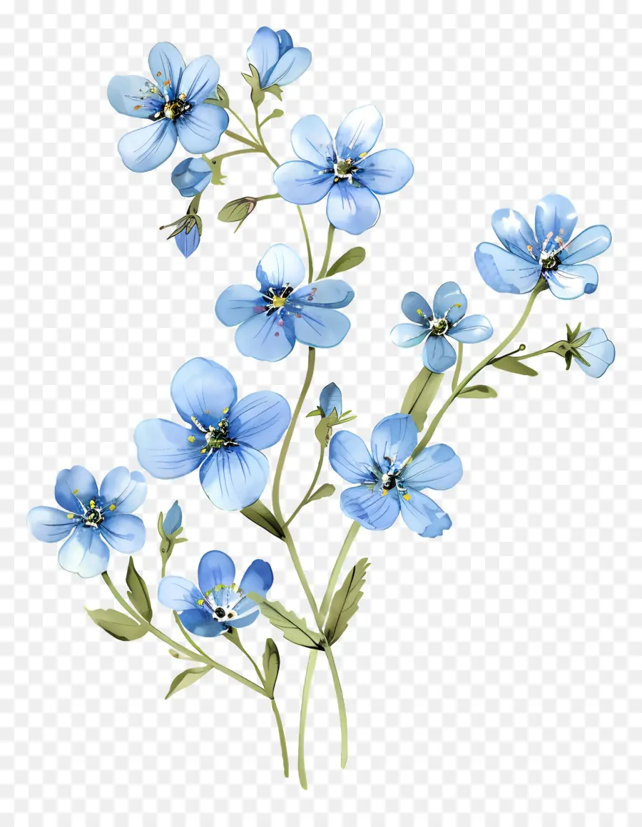 الزهور الزرقاء，ننسى ليس الزهور PNG
