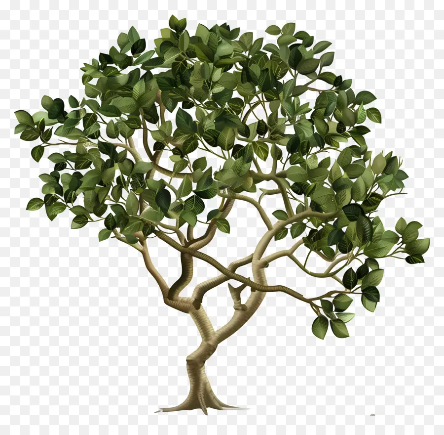 Peepal شجرة，شجرة خضراء PNG