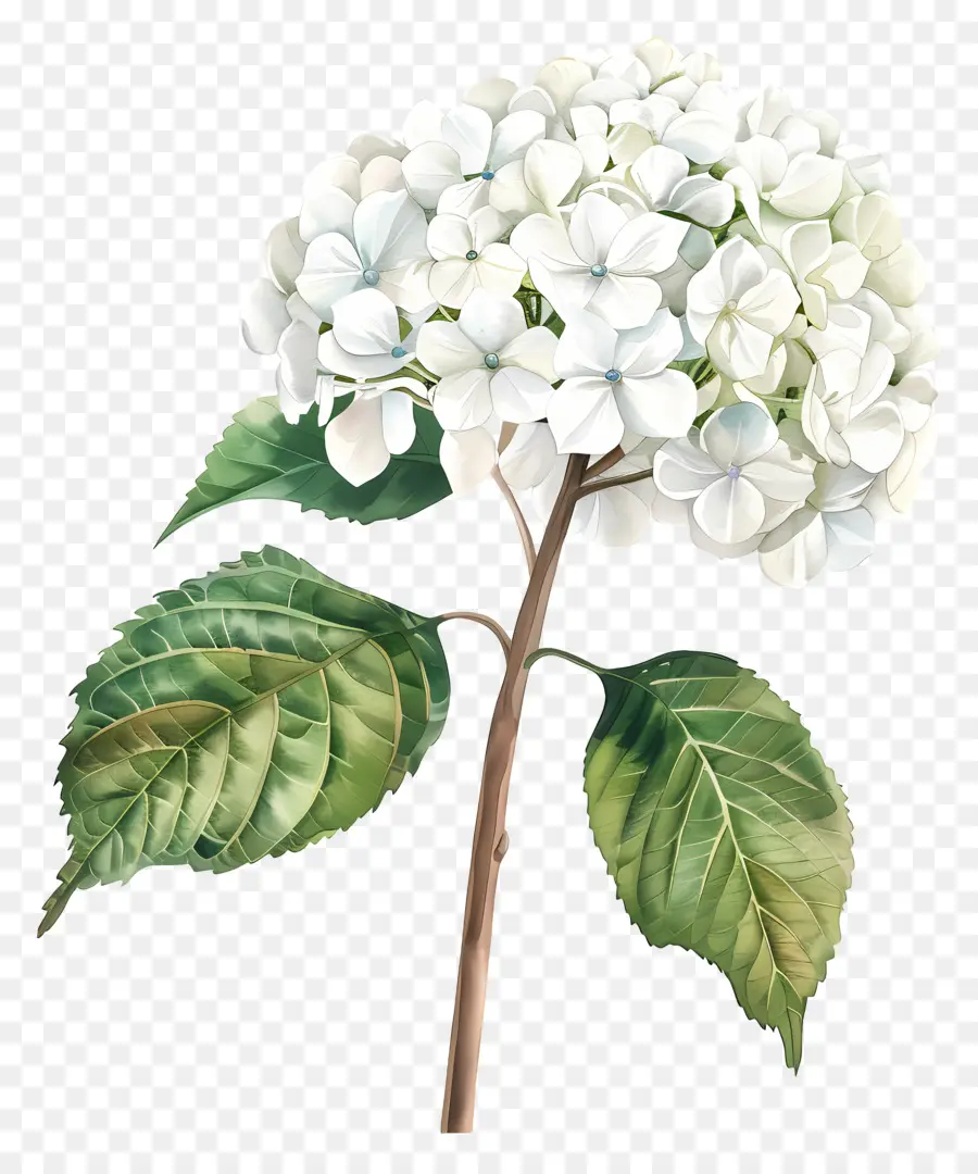 كوبية بيضاء，زهرة صنبور بيضاء PNG
