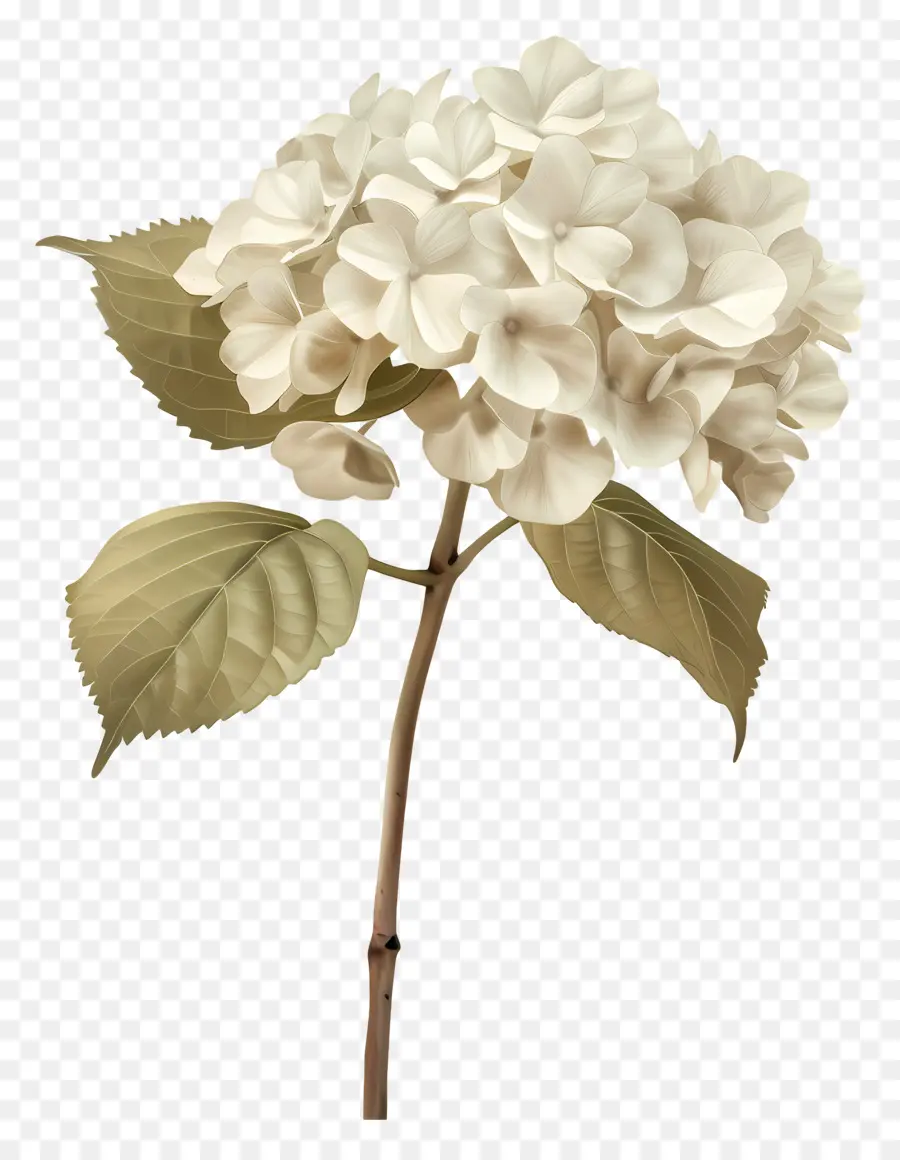 كوبية بيضاء，زهرة بيضاء PNG