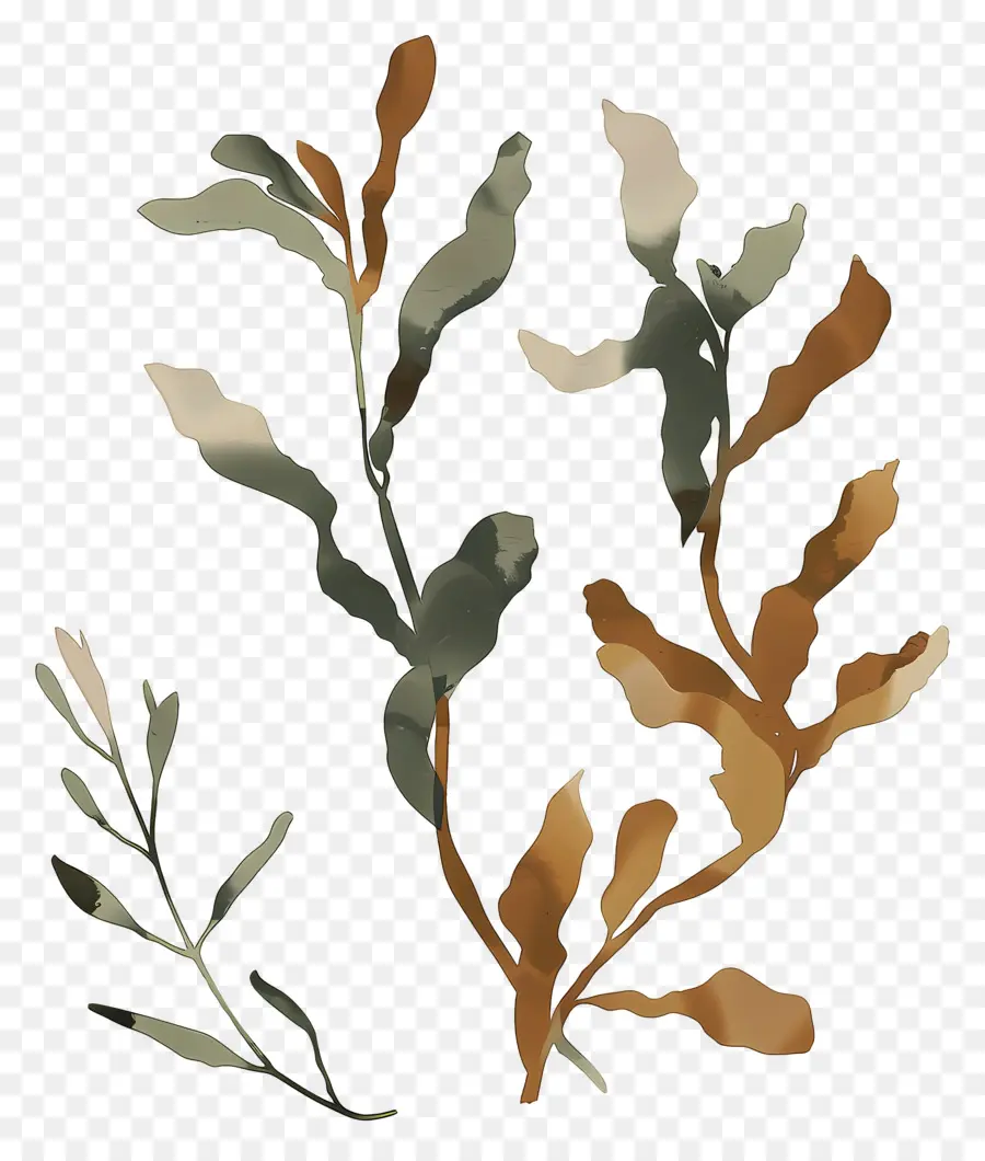 عشب البحر الأعشاب البحرية，الرسم بالألوان المائية PNG