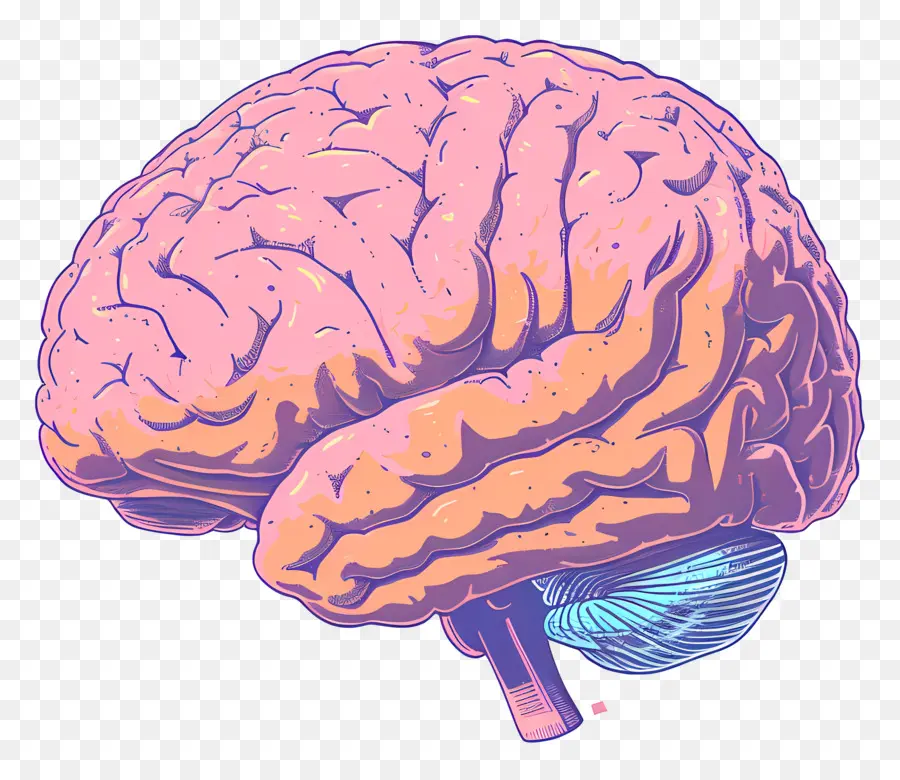 الدماغ，نصف نصف الكرة الأيسر PNG