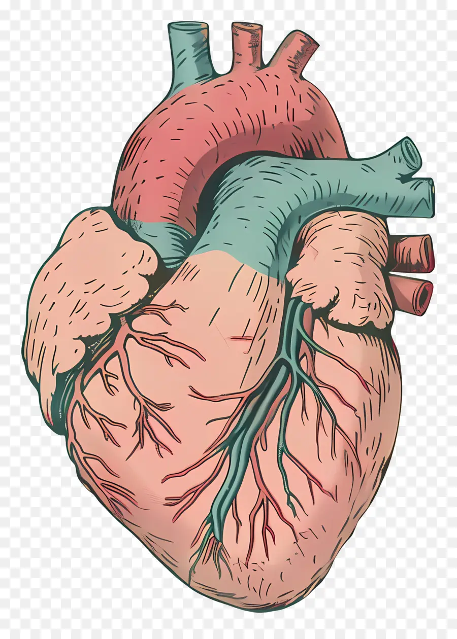 قلب الإنسان，نظام القلب والأوعية الدموية PNG