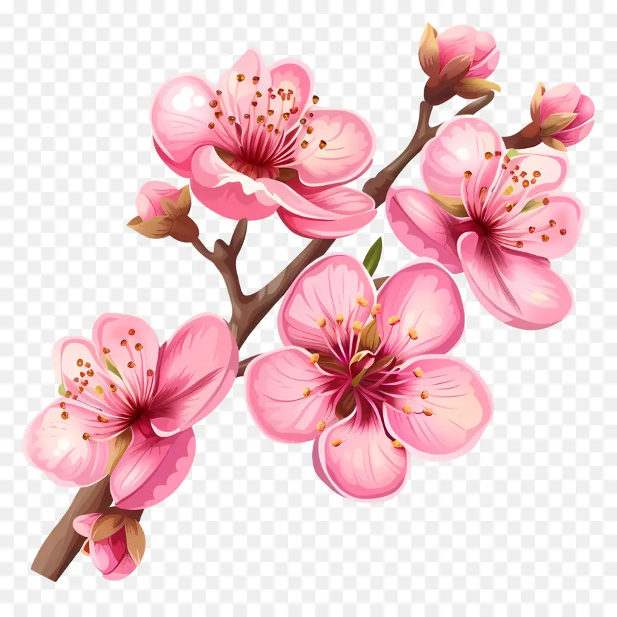 الزهور الوردية，أزهار الكرز PNG