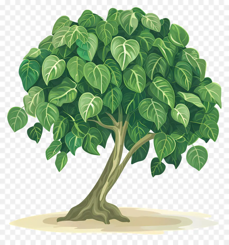 Peepal شجرة，شجرة PNG