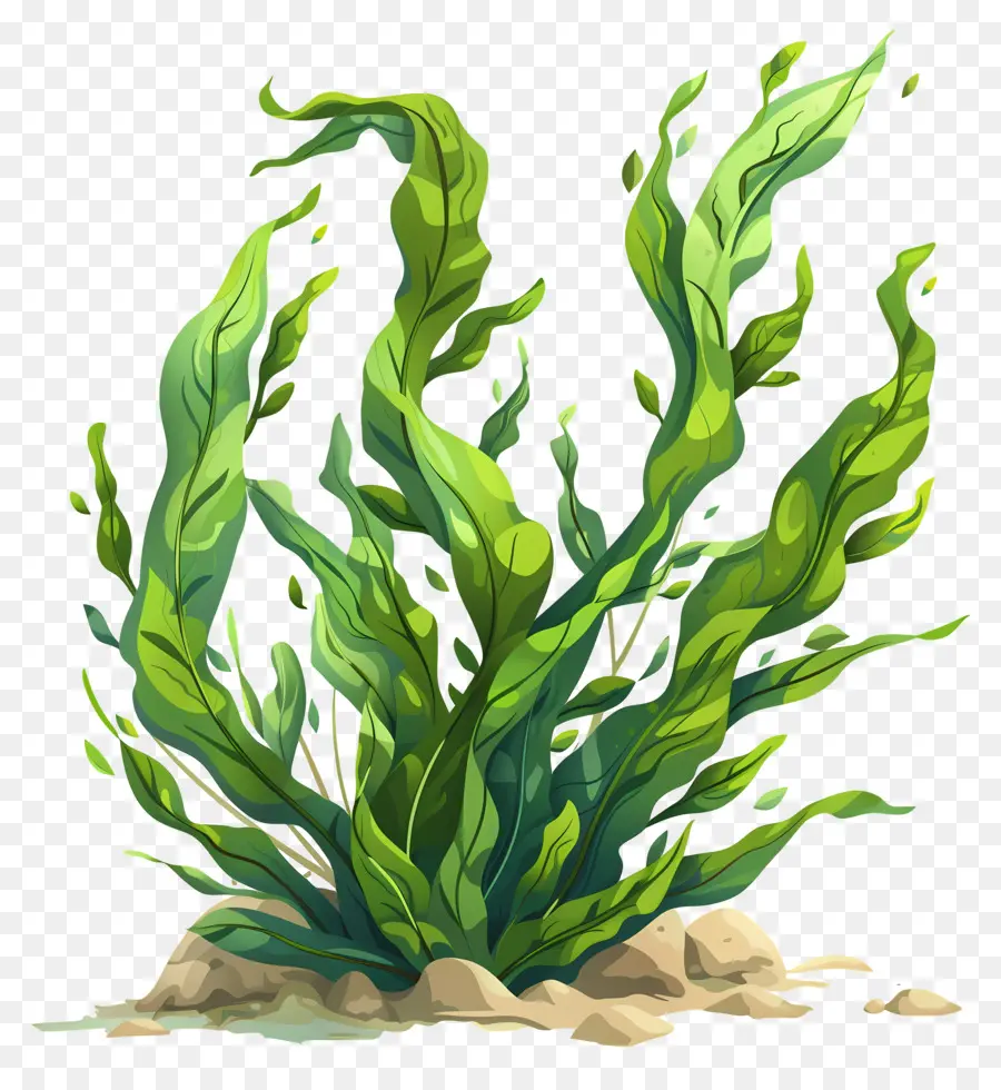 تحت الماء الأعشاب البحرية，نبات المياه PNG