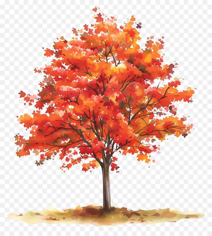 شجرة القيقب，شجرة الخريف PNG